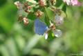 Celastrina argiolus (Kutsalmavi)